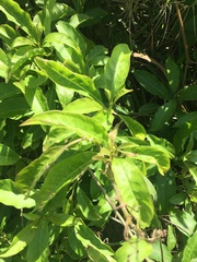 Cestrum laevigatum