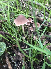 Psathyrella