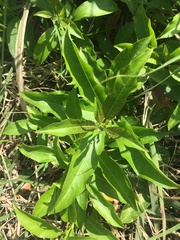 Cestrum laevigatum