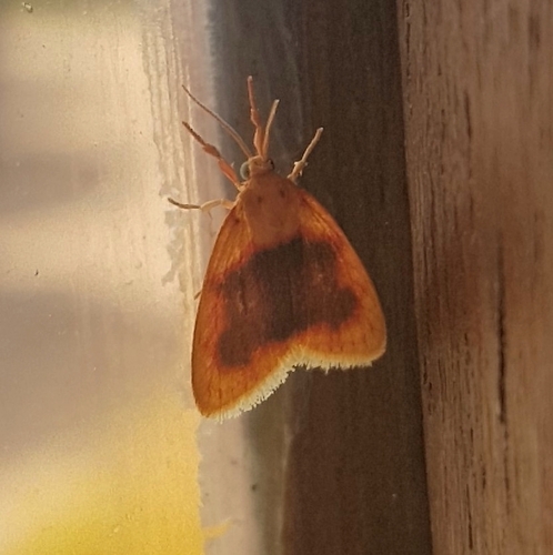 Pronola ectrocta