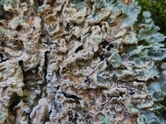 Crespoa crozalsiana