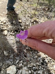 Agalinis edwardsiana