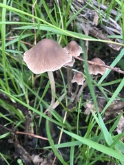 Psathyrella