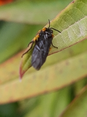 Insecta