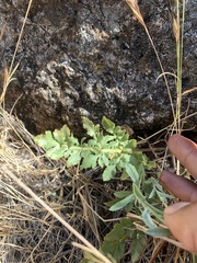 Sanicula bipinnatifida