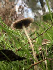 Psathyrella