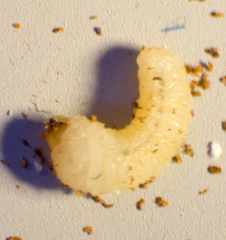 Bostrichidae
