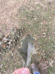 Quercus stellata