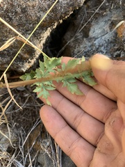 Sanicula bipinnatifida