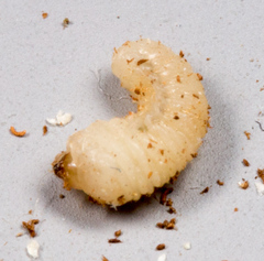 Bostrichidae
