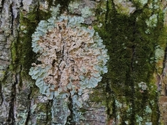 Crespoa crozalsiana