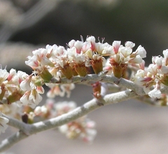 Eriogonum plumatella