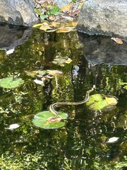 Thamnophis saurita saurita