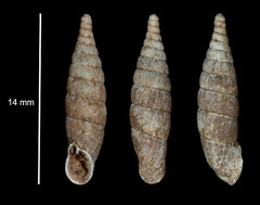 Laciniaria plicata