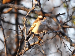 Plocepasser mahali mahali