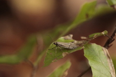 Diurnea lipsiella