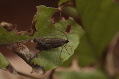 Diurnea lipsiella