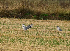 Ardea cinerea