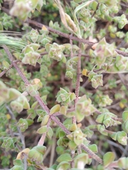 Drosanthemum parvifolium