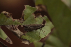Diurnea lipsiella