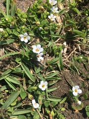 Chaenostoma cordatum