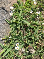 Chaenostoma cordatum