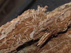 Bostrichidae
