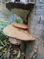Ganoderma resinaceum