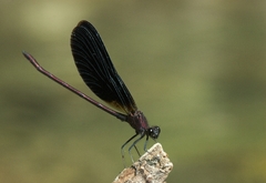 Calopteryx haemorrhoidalis