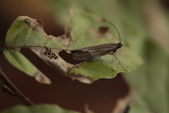 Diurnea lipsiella
