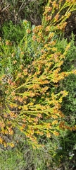 Passerina corymbosa