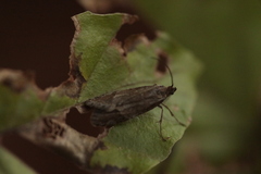 Diurnea lipsiella