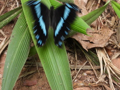 Papilio nireus
