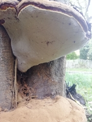 Ganoderma resinaceum