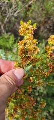 Passerina corymbosa