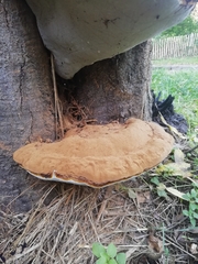 Ganoderma resinaceum