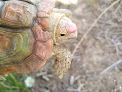 Homopus areolatus