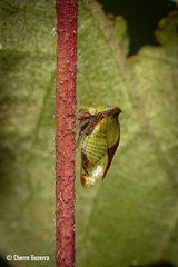 Ceresa ustulata