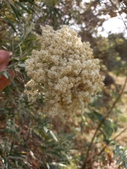 Buddleja saligna