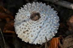 Leucoagaricus nympharum