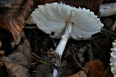 Leucoagaricus nympharum