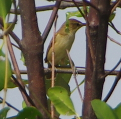 Acrocephalus orientalis