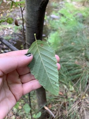 Alnus rhombifolia