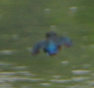 Alcedo meninting