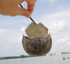 Carcinoscorpius rotundicauda