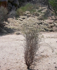 Eriogonum plumatella