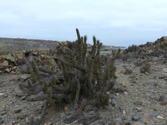 Eulychnia breviflora