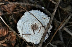 Leucoagaricus nympharum