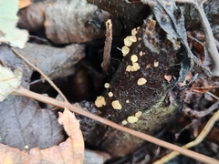 Lachnellula