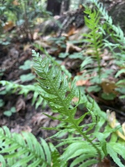 Polypodium californicum